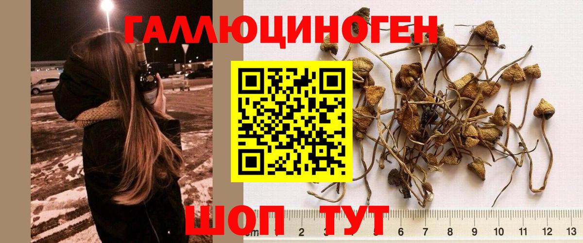 Псилоцибиновые грибы Psilocybe Ставрополь