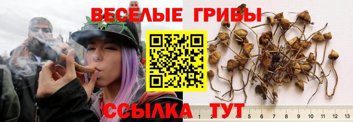 Галлюциногенные грибы Psilocybine cubensis  даркнет сайт  Ставрополь  Вход с VPN 